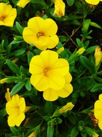 Close-up of yellow flowers blooming outdoors