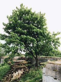 Plants growing on tree trunk