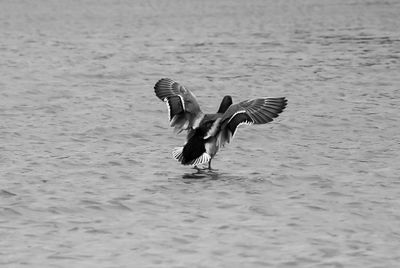 View of birds flying over lake