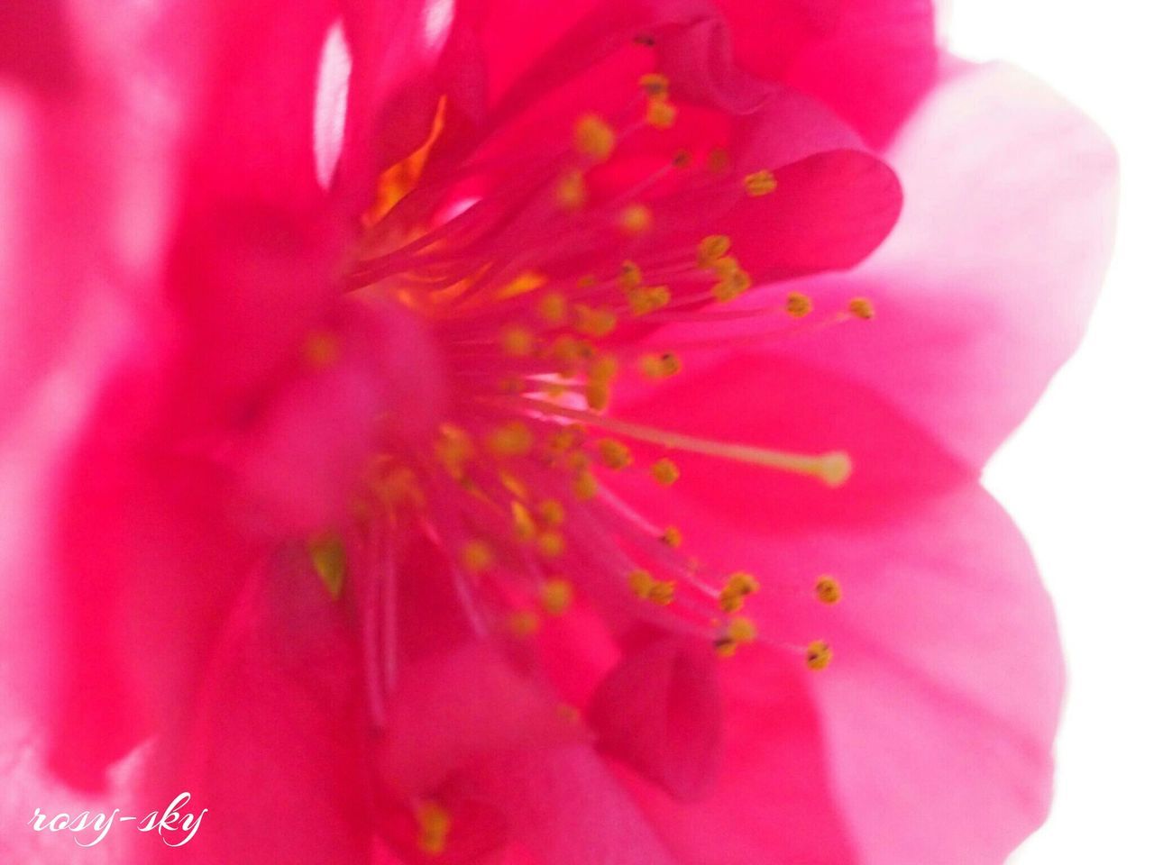 flower, petal, freshness, flower head, fragility, beauty in nature, close-up, red, growth, single flower, pollen, pink color, stamen, nature, blooming, extreme close-up, plant, in bloom, selective focus, macro