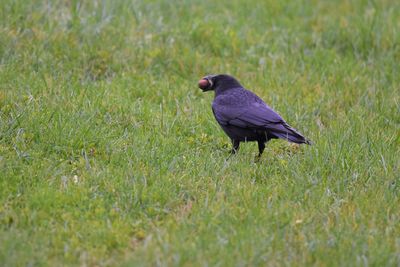 Raven perching on grass