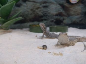 Close-up of lizard on sand