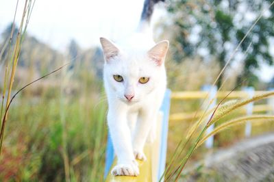 Portrait of cat