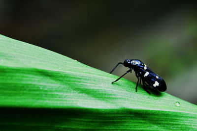 Close-up of fly on leaf