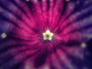 Close-up of purple flower