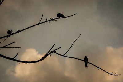 Low angle view of birds perching on branch