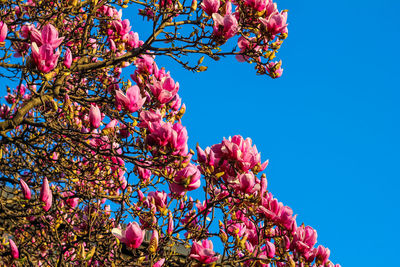 Low angle view of cherry blossoms against blue sky