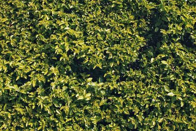 Full frame shot of plants