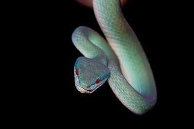 Close-up of lizard on black background