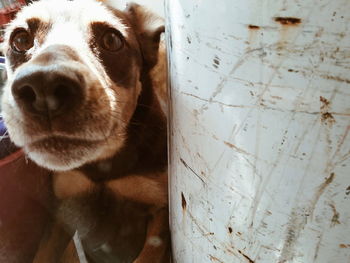 Close-up portrait of dog on floor