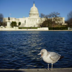 Close-up of seagull perching against clear sky in front of the capitol building, washington, dc, usa