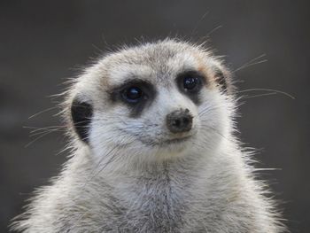 Close-up portrait of meerkat