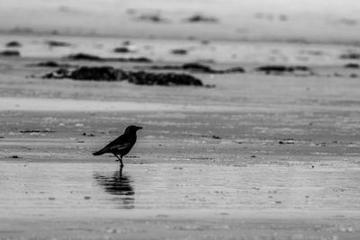 Bird on beach