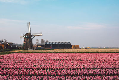 View of flowering plants on field against sky