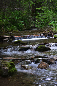 River flowing in forest