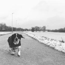 Dog in winter