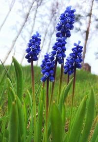 Close-up of purple flowers