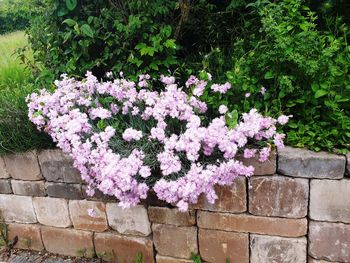 Close-up of pink flowering plant in back yard