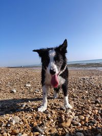 Full length of a dog on beach