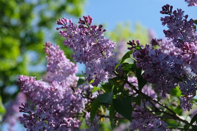 Close-up of pink flowering plant