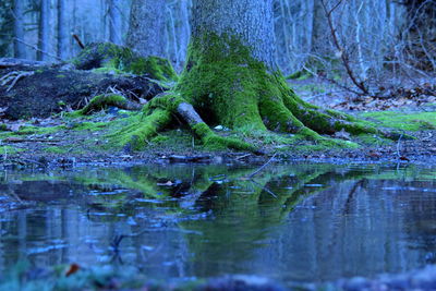 Reflection of trees in water