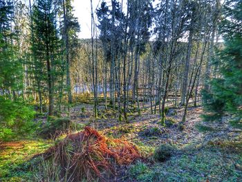 Full frame shot of bamboo trees in forest