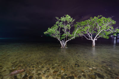 Tree by sea against sky at night