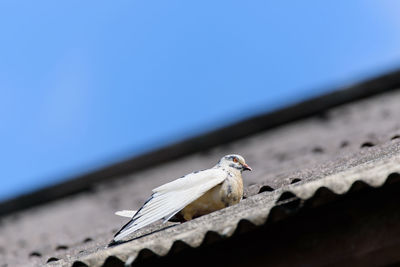 Low angle view of seagull on roof