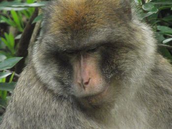 Close-up of cat