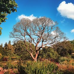 Tree in field against sky