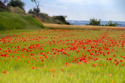 Red poppies on green field against sky