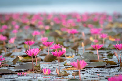 Close-up of pink lotus water lily in lake