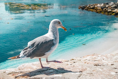 Seagull perching on rock by sea