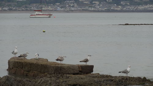 Seagulls perching on sea shore against sky
