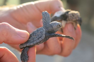 Close-up of hand holding leaf