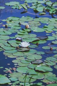 Lotus water lily in pond