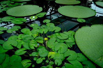 High angle view of lotus leaves floating on water