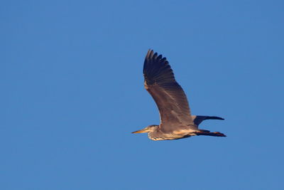 Low angle view of seagull flying in sky