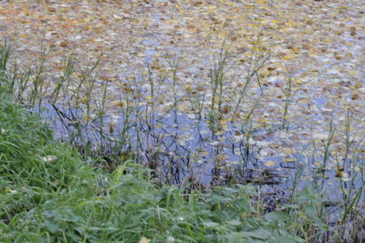 High angle view of plants growing on land
