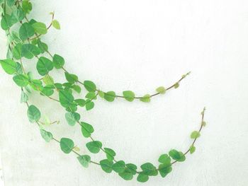 Plant growing on wall