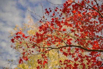 Low angle view of autumnal tree against sky