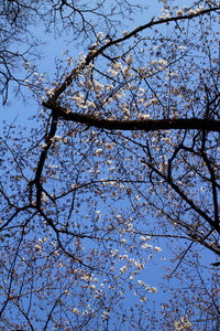 Low angle view of bare trees against sky