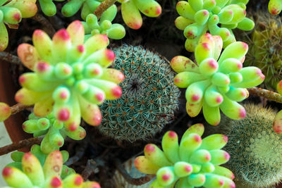 Close-up of flowers