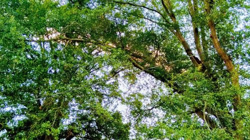 Low angle view of trees in forest against sky