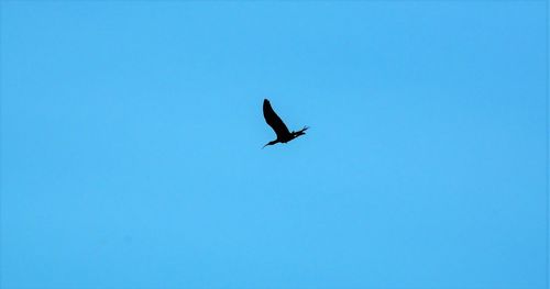 Low angle view of eagle flying against clear blue sky