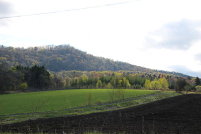 Scenic view of agricultural field against sky