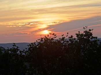 Plants against sky during sunset