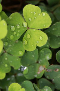 Close-up of wet plant leaves