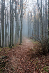 Trees in forest during autumn