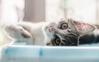 Close-up of a cat at home